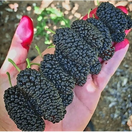 200 Black Mulberry Fruit Tree Seeds Popular Variety Rare Morus Dense fruit