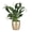 Gold, variant on Live Peace Lily Plant, Spathiphyllum, Thrives in Low Light, Air Purifying 4 inch Diameter Live Plant