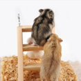 thumbnail image 1 of Wooden Non-slip Climbing Stairs Toy Set For Hamster Guinea Pig Pet Supplies He Qiyong unisex, 1 of 2