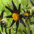 thumbnail image 3 of Van Zyverden Dahlias Verrone's Obsidian Set of 5 Bulbs Black Full Sun Annual Pollinator, 3 of 9