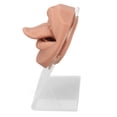thumbnail image 4 of Tongue Mouth Model, Tongue Model Structure Learning Soft Silicone Elastic Highly Simulation  For  Practice Flesh Blond, 4 of 8