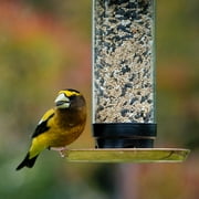 Golden Harvest Audubon Park Songbird Selections Wild Bird/Poultry Bird Seed Black Oil Sunflower 5 lb.