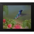 thumbnail image 2 of Fitzharris, Tim 14x12 Black Modern Framed Museum Art Print Titled - White Necked Jacobin Hummingbird, 2 of 5