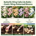 thumbnail image 4 of Calla Lily Bulbs,Low Maintenance - Easy Grow - Ideal For Beds Borders, Plant Pots & Planters, 4 of 5