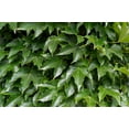 thumbnail image 4 of 10 Seeds BOSTON IVY Wall Ivy Parthenocissus Tricuspidata Veitchii Flower Vine, 4 of 11