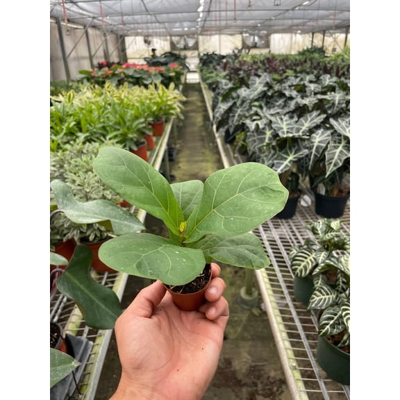Fiddle Leaf Fig Ficus Lyrata - Live Air-Purifying Indoor Plant in Nursery Pot – Easy Care, Low Maintenance Houseplant for Home & Office Decor, Natural Air Cleaner, Best for Beginners (2"Pot)