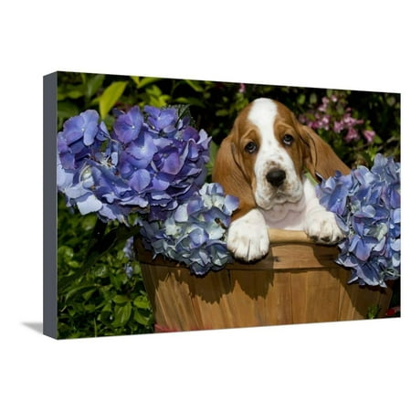 Culver's Burlington Wisconsin Basset Hound Pup in Flowers, Burlington, Wisconsin, USA Stretched Canvas Print Wall Art By Lynn M. Stone ()