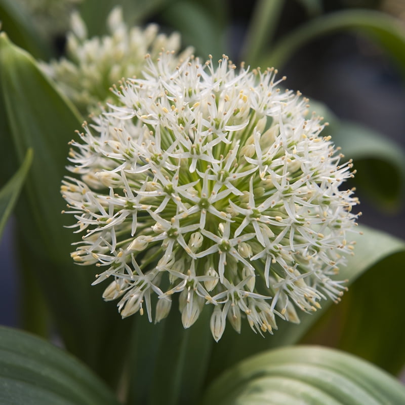 Holland Bulb Farms Allium - Thumbnail 4