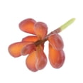 thumbnail image 3 of Planta Suculenta De La Simulación De 2Pieces 10x5cm Para La Decoración Del Jardín Casero De DIY Zulema Plantas suculentas de la simulación, 3 of 7