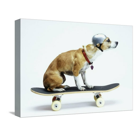 Art.com Dog with Helmet Skateboarding Stretched Canvas Print Wall Art by Chris Rogers, 16" x 12"