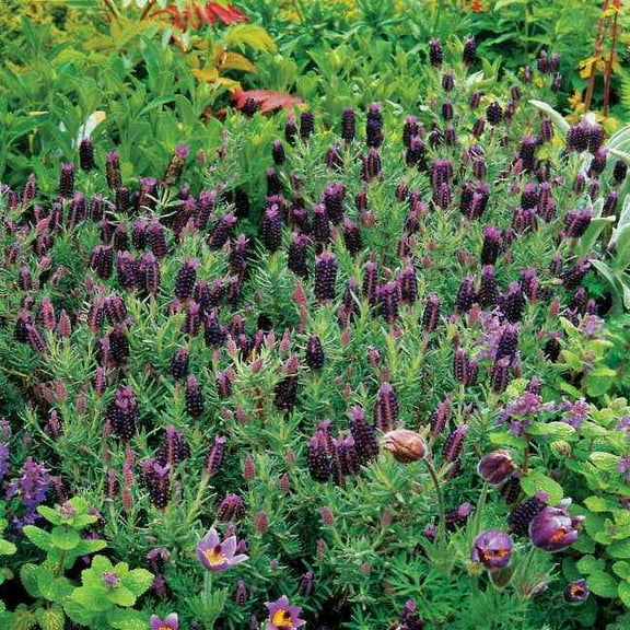 Lavandula Stoechas Sancho Panza Drought Tolerant Herb Garden Plant Seeds - 100 Seeds