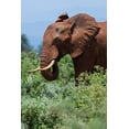 thumbnail image 2 of Pitamitz, Sergio 17x24 Gold Ornate Wood Framed with Double Matting Museum Art Print Titled - African elephant-Loxodonta africana-Tsavo-Kenya, 2 of 4