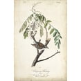 thumbnail image 2 of Art.com Delicate Bird and Botanical I Stretched Canvas Print Wall Art by John James Audubon, 12" x 18", 2 of 4