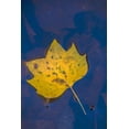 thumbnail image 2 of OBrien, Jay 13x18 Black Ornate Wood Framed with Double Matting Museum Art Print Titled - USA, Virginia, McLean Leaf in pond, 2 of 4