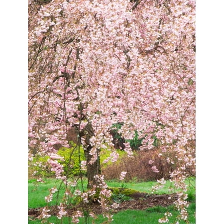 Flowering Cherry Tree Seattle Arboretum Washington Usa Print Wall Flowering Cherry Tree Seattle Arboretum Washington Usa Print Wall Art By Janell Davidson Com