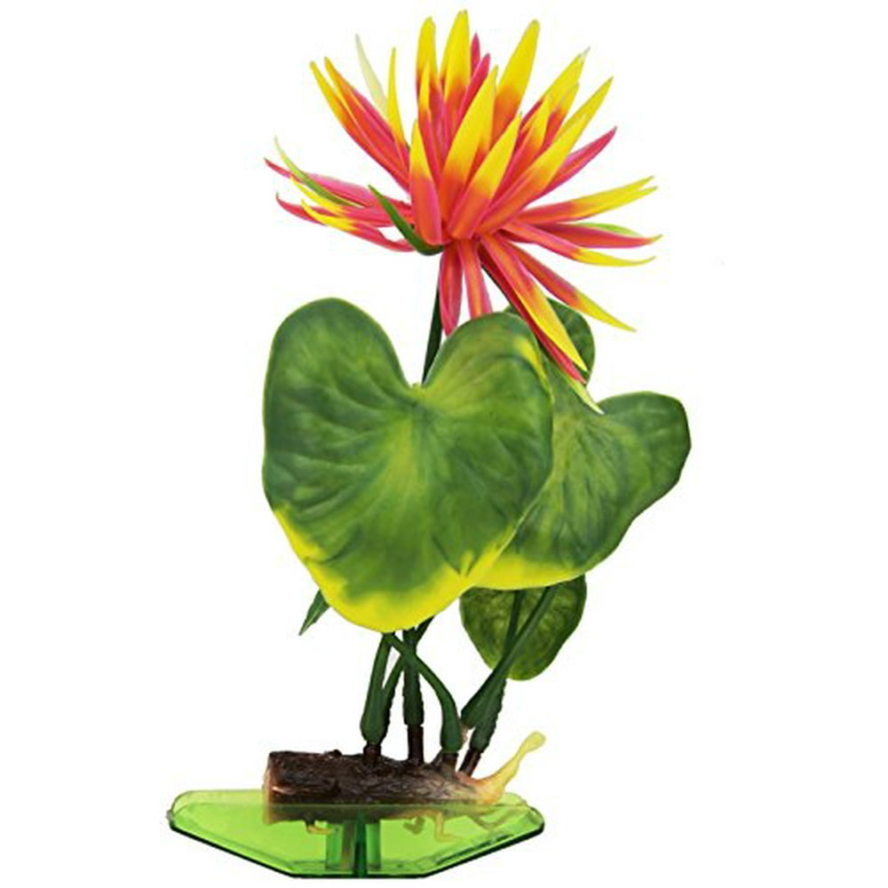aquaplants red water lily aquarium plant