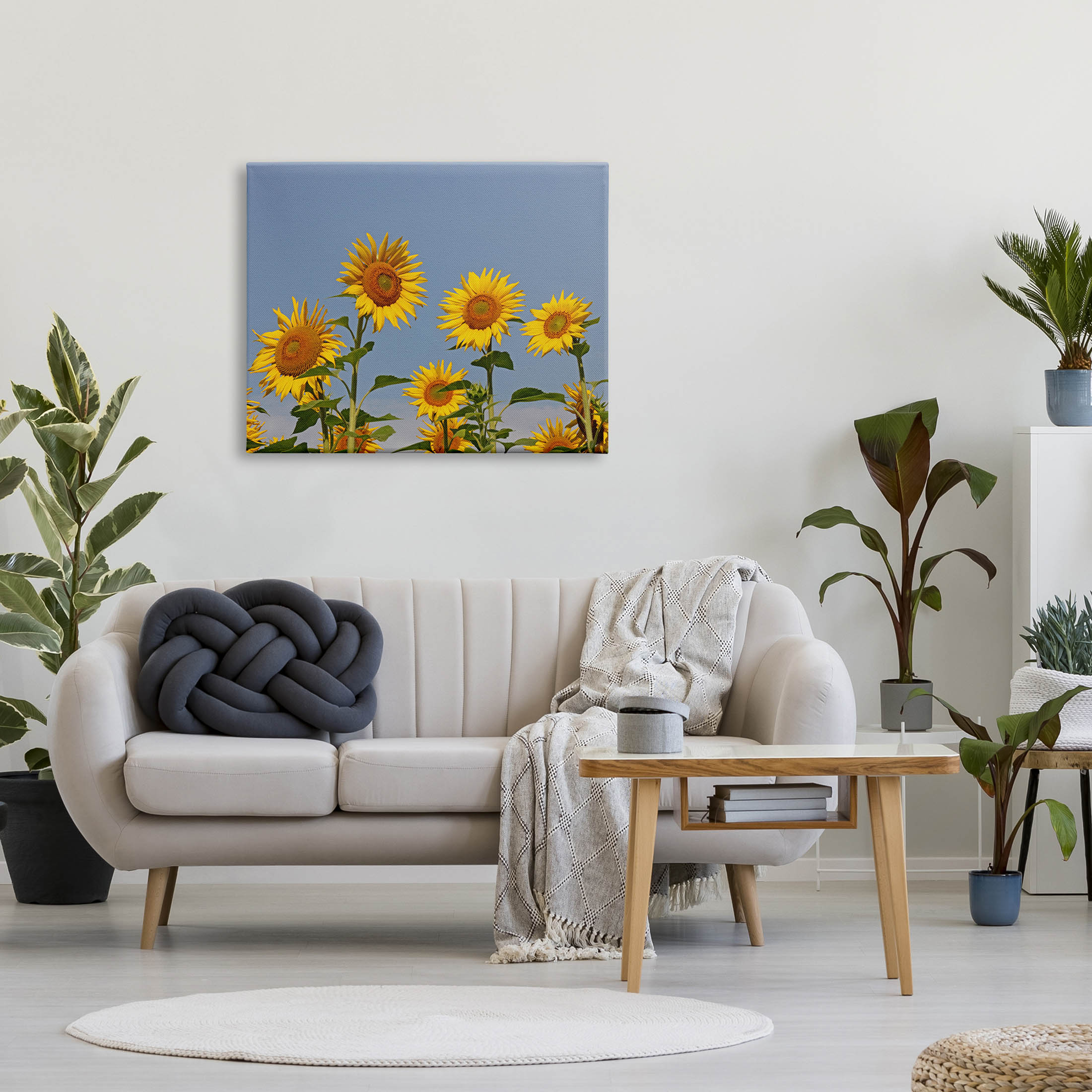 Sunflower Field Clear Sky Botanical & Floral Photograph Gallery Wrapped Canvas Print Wall Art