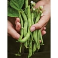 thumbnail image 4 of Burpee Burpee's Stringless Green Pod Bean, Garden Vegetable Seed, 4 of 4