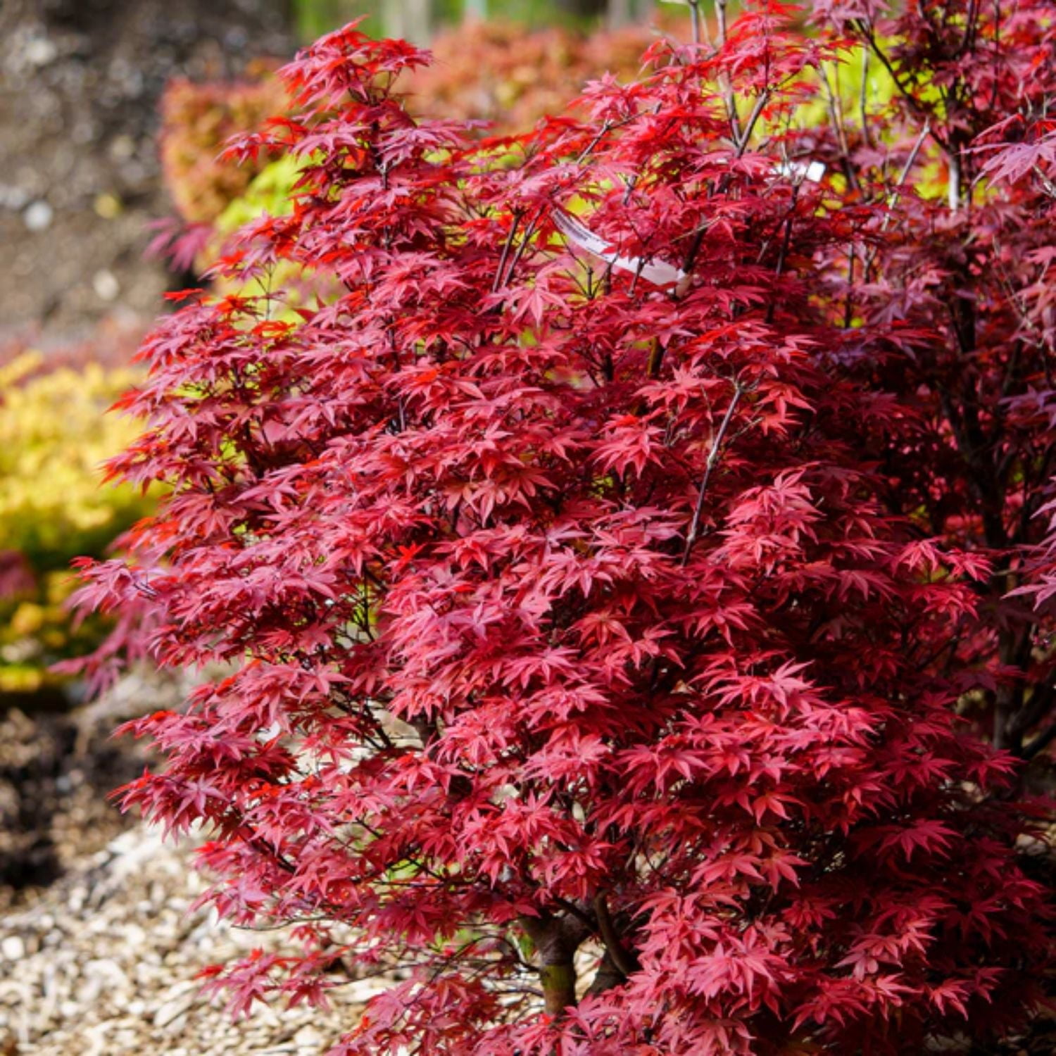 Expert Gardener 2-3' Maple Japanese Twombly’s Red Sentinel in 1 gal. Grower Pot