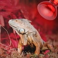 thumbnail image 4 of AIICIOO Reptile Red Heat Lamp Infrared Spotlight Reptile Amphibious 2 Pack 50W, 4 of 7