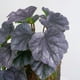 thumbnail image 4 of Artificial Flower Plant, 23-leaf Glue-feel Wall Decor, Home Interior Decoration, Artificial Greenery, Easy Assembly, Foldable Design, Plastic Materials, for Living Room,Wsvlmg, 4 of 9