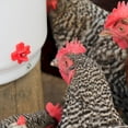 thumbnail image 4 of Farm Innovators HB-60P Thermostatically Controlled Heated 2-Gallon Plastic Outdoor Year-Round Poultry Chicken Water Bucket Drinker, White/Red 2 Pack, 4 of 6