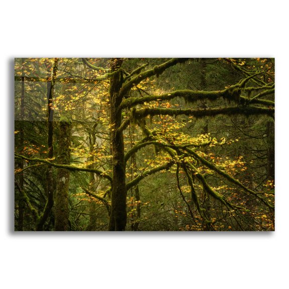 Epic Art 'Golden Drops' by Enrico Fossati, Acrylic Glass Wall Art, 24"x16"