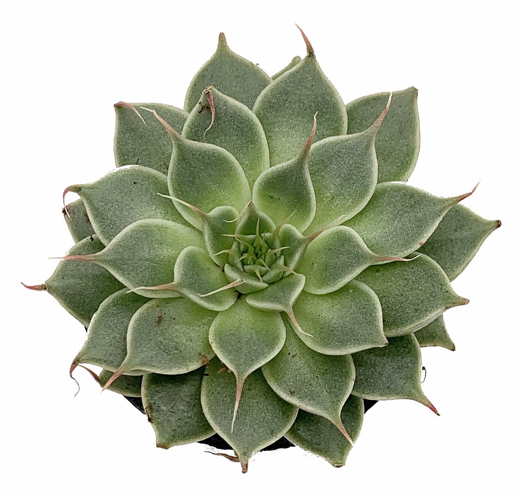 Rare Silver Star Succulent Plant Graptoveria 2" Pot