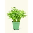 thumbnail image 3 of Parlor Palm - Chamaedorea Elegans Live Green Plant in 4" Pot, 3 of 4