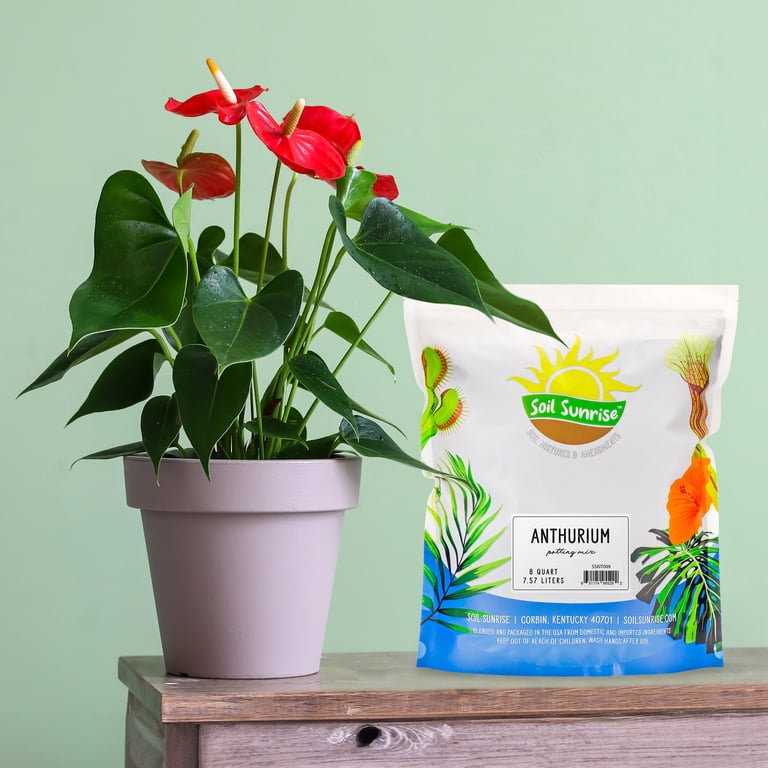 anthurium forgetii kaufen Anthurium Forgetii Silver (Small Size)  oramicin