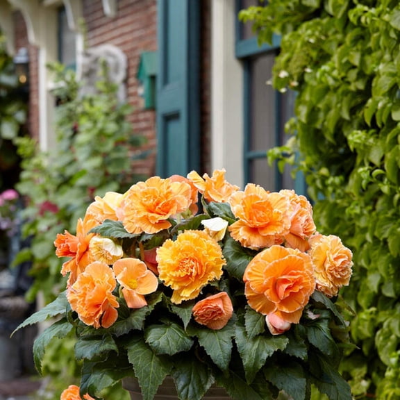 Easy to Grow Begonia Picotee Lace Apricot 3 Tubers, Blooms Summer Partial Shade