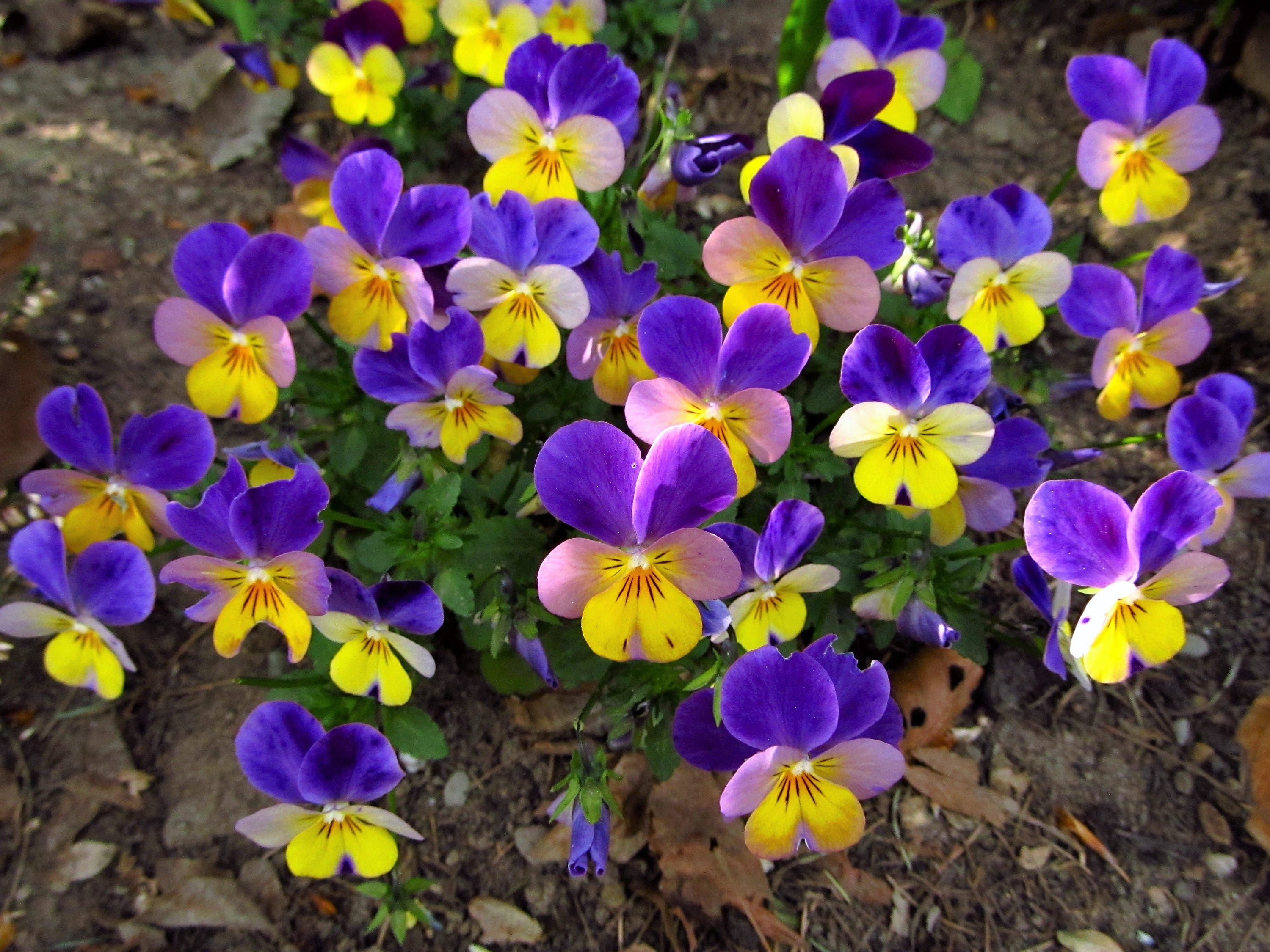 50 Dark JOHNNY JUMP UP Violet Viola Tricolor Flower Seeds - Walmart.com