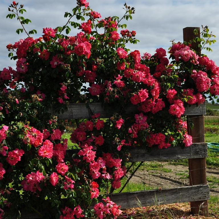 Heirloom Roses Rose Bush - Bajazzo Climbing Roses , Live Rose Plant