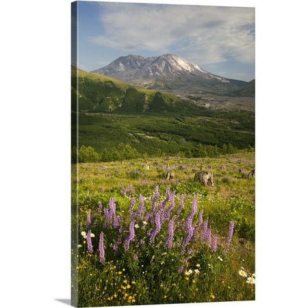 Great BIG Canvas | Jamie and Judy Wild Premium Thick-Wrap Canvas entitled Mt. St. Helens with lupine and