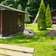 thumbnail image 6 of Acrylic Duck Yard Ornaments - Double-Sided Garden Stake Decorations, Ground Insert Animal Sculpture Statue for Lawn, Patio, Farmhouse Outdoor Yard Art & Garden Decor, 6 of 6