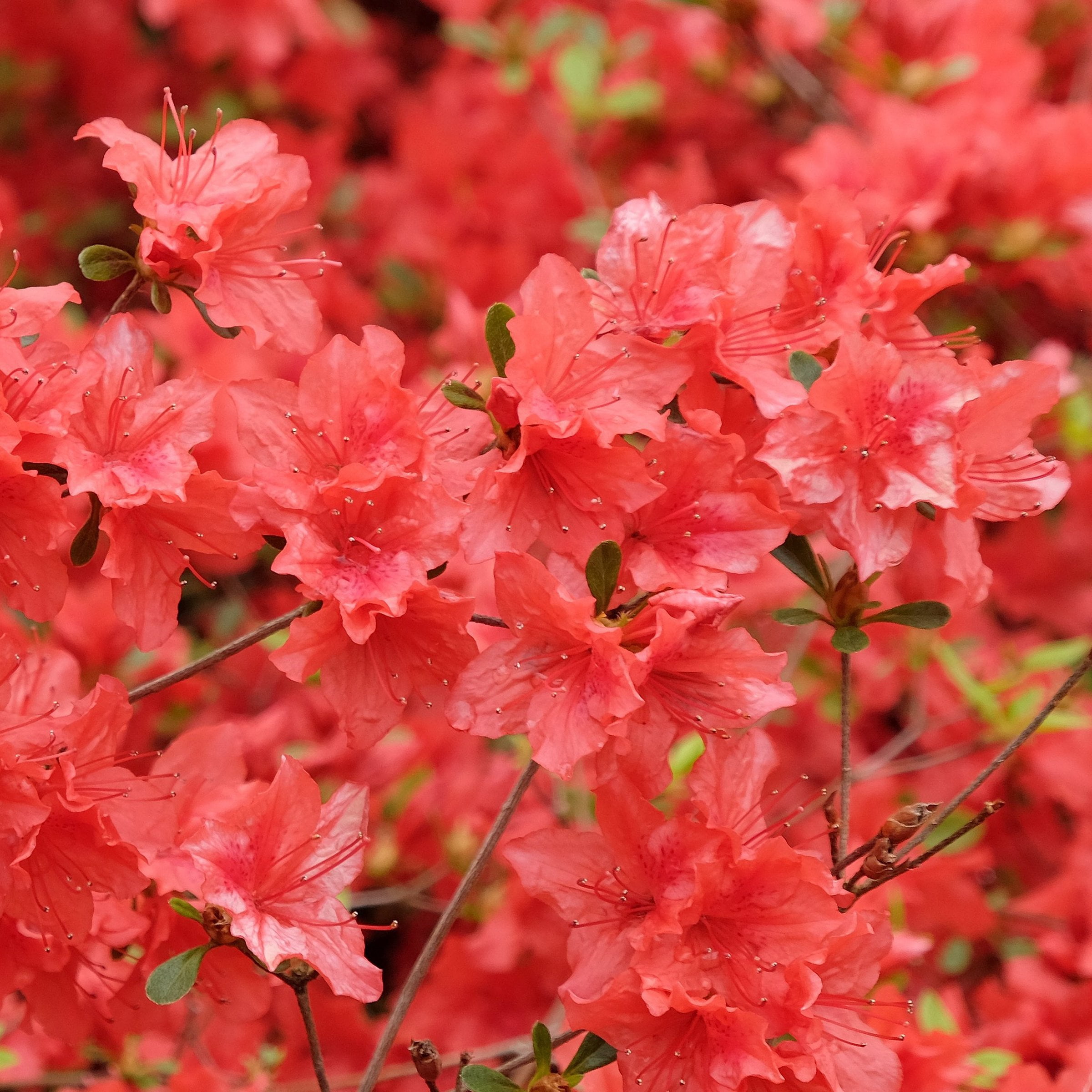 National Plant Network 3 gal Azalea Flame Creeper Live Shrub with Partial Shade Conditions