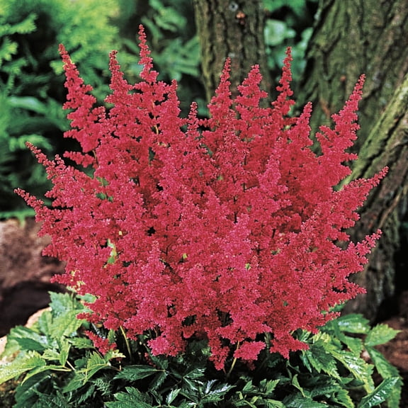 Fanal Red Flowering Astilbe Dormant Bare Root Perennial Starter Plant Roots, 3 Plant per Offer