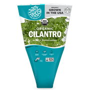 Organic Potted Cilantro Green Live Plant, 1 Each