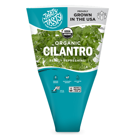 Organic Potted Cilantro Green Live Plant, 1 Each