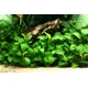 thumbnail image 1 of Plantas vivas para acuario Anubias Barteri de hojas redondas, 1 of 4