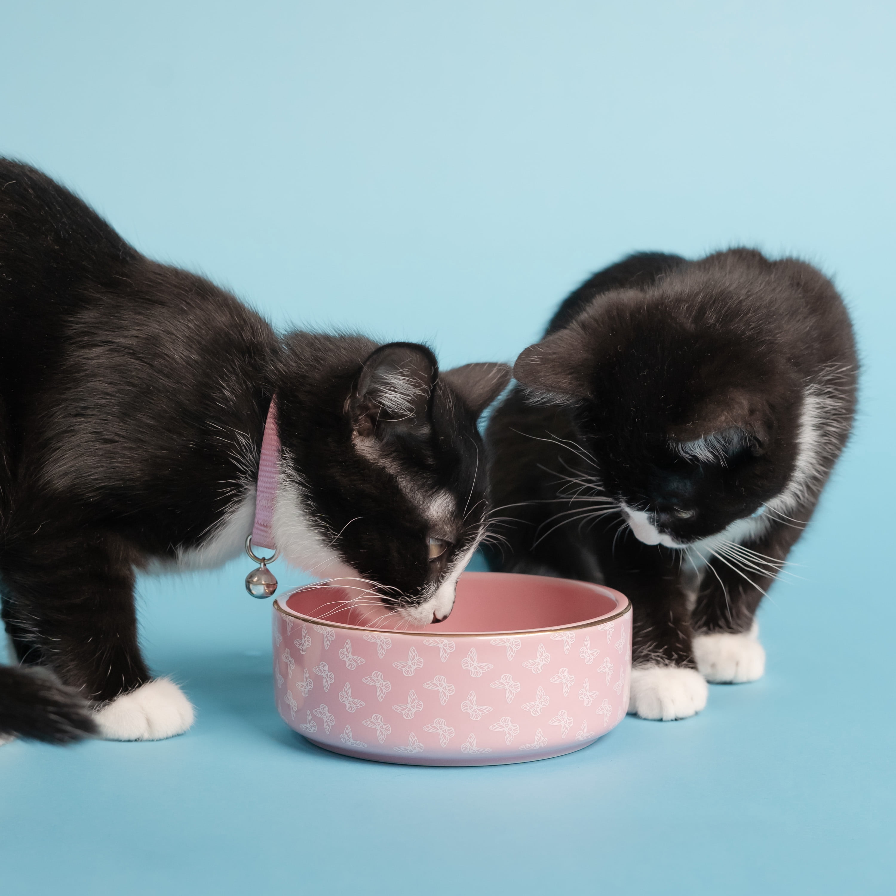 Doggy Parton, Cat Bowls, Gold Trim Butterfly Pet Bowl, Pink, Small