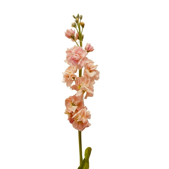 Apricot Stock - Farm Direct Fresh Cut Flowers - 140 Stems