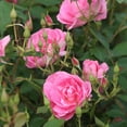 thumbnail image 2 of Heirloom Roses Pink Rose Plant - Prairie Princess Hardy Rose Bush - Pink Flowers For Garden, 2 of 4