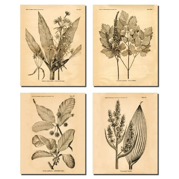 Popular Old-Fashioned Plant Botanical Prints; Four 8x10in Poster Prints