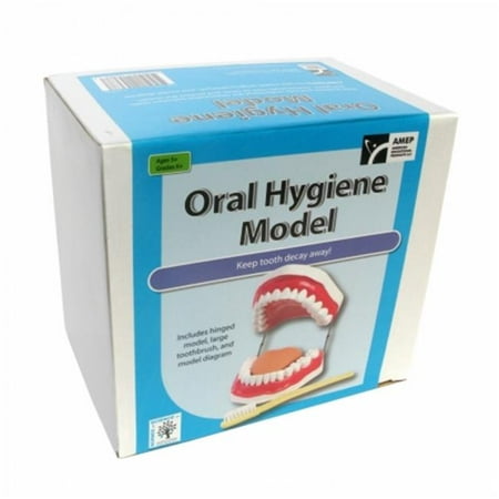American Educational Products 7-1420-RT Oral Hygiene
