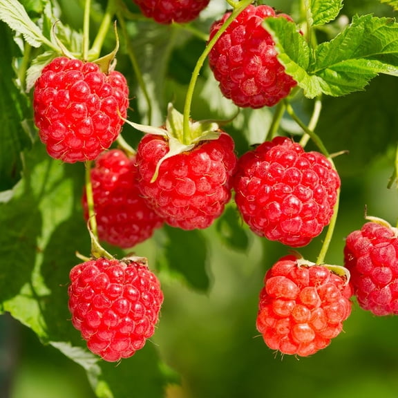 Brighter Blooms - Heritage Everbearing Raspberry Bush, 2 gal - No Shipping to AK, AZ, HI