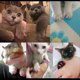 thumbnail image 3 of 40 Uds. Tapas suaves para uñas de perros y gatos, Protector de garras para mascotas, cubierta para uñas con aplicador de pegamento gratis, 3 of 5