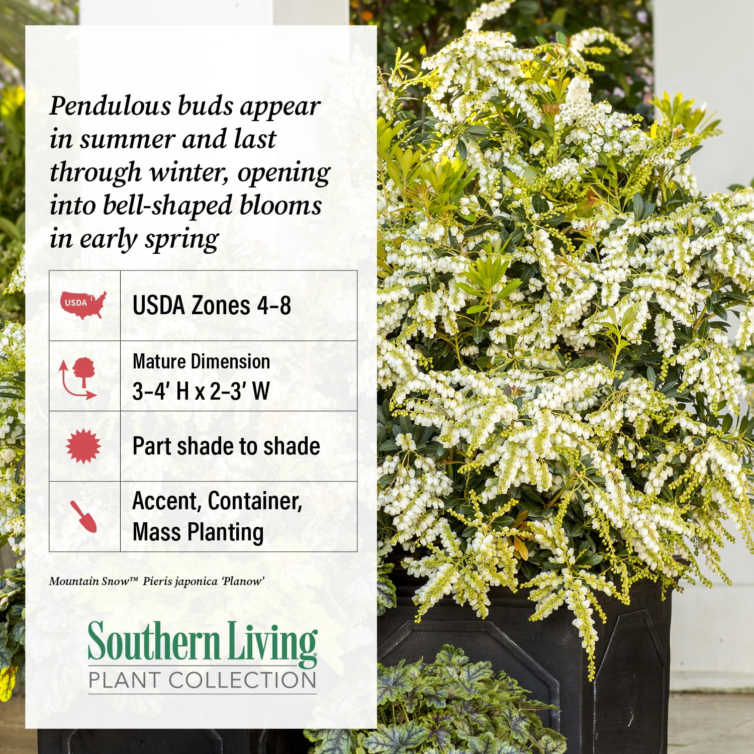 Southern Living Mountain Snow Pieris 'Japanese Andromeda' Live Shrub in 2-Gallon Grower Pot