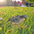 thumbnail image 2 of Shisuyan 2Pcs Artificial Pigeon Decoy Plastic Pigeon Decor with Clip Design Fake Bird Model Hunting Decoy, 2 of 8