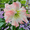 g, variant on Amaryllis bulbs   Home Garden Decoration Bright for Planting Perennials Bulbs for Planting Pots to Grow